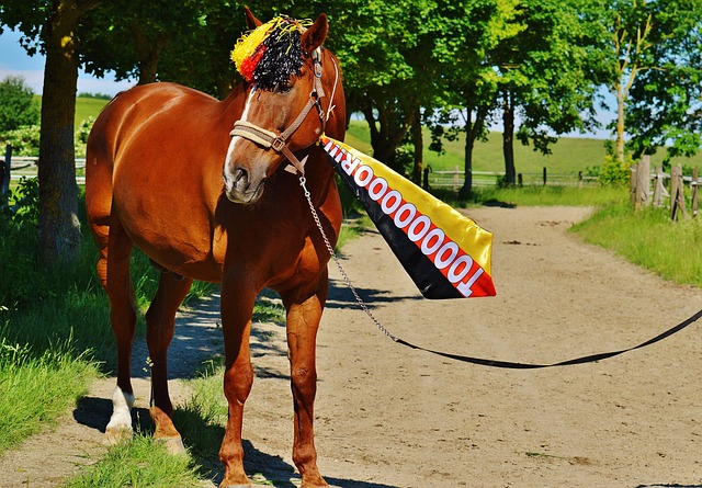 要在后场寻 要在后场寻